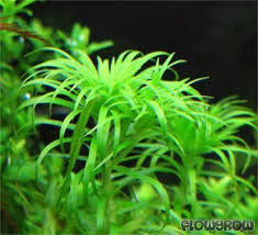 Image result for Syngonanthus welwitschii