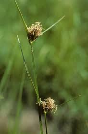 Image result for Bolboschoenus glaucus