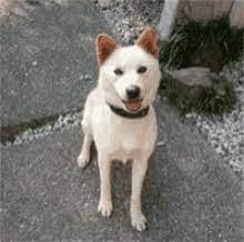 Download Animated Gif Dog Wag Gif Png Gif Base Looking for wagging tail stickers? download animated gif dog wag gif png