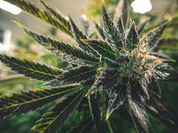Most recently, scotts penned a deal with botanicare, a hydroponics. 4 Cannabis Stocks You Ll Regret Not Buying During This Correction The Motley Fool