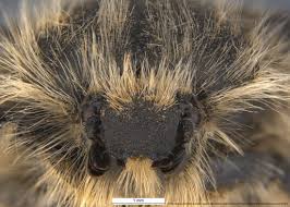 Image result for Tropinota hirta