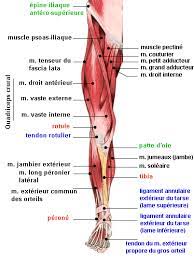 Un ostéopathe nous propose 5 solutions. Les Muscles Des Jambes Fiche Sante Du Decathlon