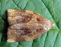 Image result for Archips rosanus