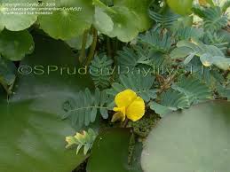 Image result for Aeschynomene megalophylla