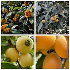 Image result for Lannea katangensis