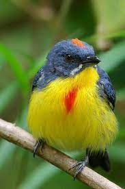 Pin On Aves