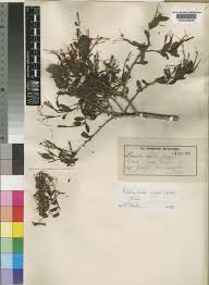 Image result for Actinanthella