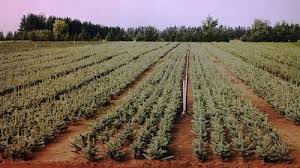 Guava tree farming is profitable with a small piece of land. The Ctfo Grower Education Program