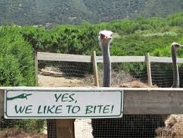 Maybe you would like to learn more about one of these? Ostrichland Usa Ostriches In The Santa Ynez Valley Tanama Tales