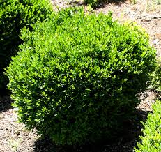 Image result for Buxus acutata