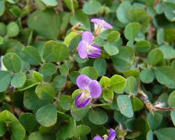 Image result for Grona afra