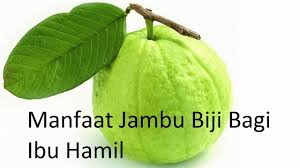 Walau daunnya sahaja boleh digunakan untuk merawat sakit perut dan biasanya digunakan untuk membuat sayur. Hot News Manfaat Jambu Biji Bagi Ibu Hamil Youtube