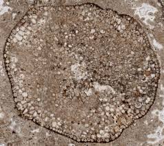 Rhynia Stem Cross Section In Rhynie Chert Paleontologia