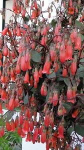 Kalanchoe Manginii En Flor Foro De Infojardin Suculentas Colgantes Cactus Y Suculentas Enredaderas