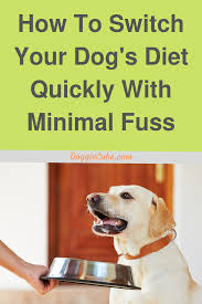 How To Switch Your Dog S Diet Quickly With Minimal Fuss Doggie Cube In 2020 Dog Diet Dog Nutrition Dog Food Recipes