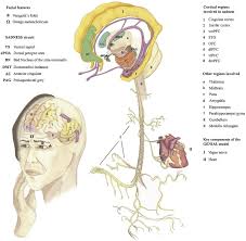 The Neuroscience Of Sadness A Multidisciplinary Synthesis And Collaborative Review Sciencedirect In this tutorial, we will discuss how to use a deep neural net model for performing human pose estimation in opencv. the neuroscience of sadness a
