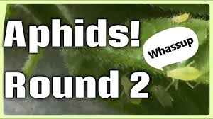 You can use castile soap to clean your house inside and out. Castile Soap Fail For Treating Aphids Youtube