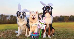 Maybe you would like to learn more about one of these? My Dog Ate Chocolate How Much Is Toxic Walkerville Vet