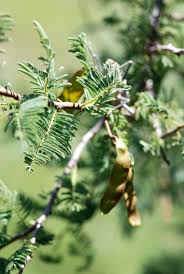 Image result for Elephantorrhiza suffruticosa