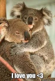 I Love You Memes For Him And Her Freshmorningquotes Koala Bear Koala Funny Koala