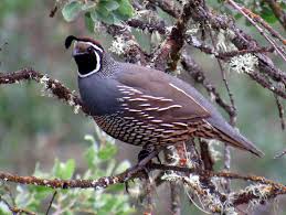 Check spelling or type a new query. The California Quail Our State Bird