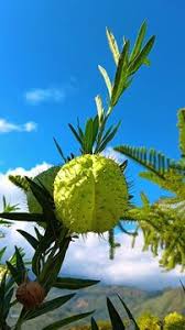 Image result for Gomphocarpus kaessneri