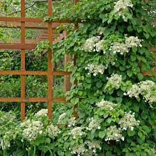However, it's climbing growth habit puts anomala in a give plants a sturdy trellis, tie to a wall or other a strong support to grow on. Climbing Hydrangea Hydrangea Petiolaris Mygarden Com