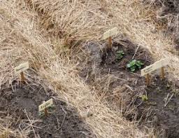 Jardin Ecolo Lancez Vous Dans Le Paillage Ecolo Jardinage Jardins