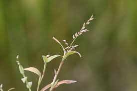 Image result for Coelachne