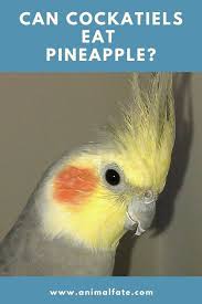 The pineapple can be healthy for dogs in small amounts. Can Cockatiels Eat Pineapple Is It Safe With Core And Skin Animalfate