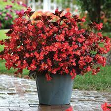 Harris Seeds Raker Roberta S Program Order Plugs Liners Begonia Making Plant Pots Container Gardening