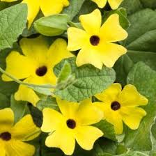 Image result for Thunbergia laborans