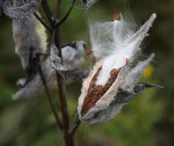 Milkweed Pod Hundreds Of Milkweed Seeds Crafters 1 Par Cheapseeds 4 99 Milkweed Pods Milkweed Milkweed Seeds