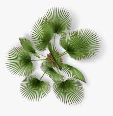 Palm Tree Plan Png Transparent Png Is Free Transparent Png Image To Explore More Similar Hd Image On Pngitem Tree Plan Png Tree Plan Tree Photoshop