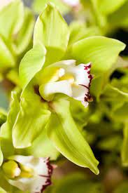 Roses Are Red Violets Are Blue And Orchids Are Green Gorgeous Green Flowers Are Out There And You Can Grow Them Learn About Them Now Https Gardenerspa Orchid Flower Orchids Green