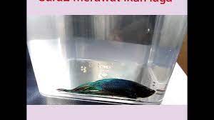 Mulai dari cara merawat, budidaya, mengawinkan, pemberian pakan, kebersihan kolam, harga jual cara merawat anak ikan nila. Cara2 Merawat Ikan Laga Betta Cupang Yang Sakit Youtube