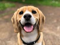 Pet CPR & First Aid: July 18