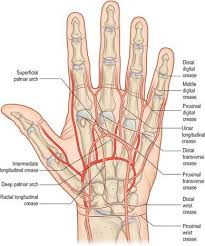 Image result for Normal Anatomic Position of the Hand and Wrist