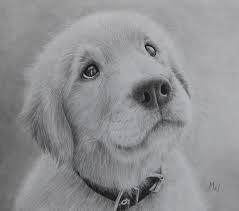 Pencil Drawings Gallery 2015 Dog Drawing Golden Retriever Drawing Golden Retriever