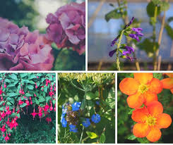 Maybe you would like to learn more about one of these? Flowering Shrubs For Late Summer Colour Planting Designs