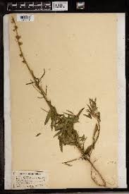 Image result for Crotalaria longithyrsa