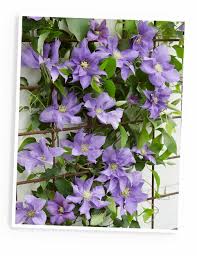 Check spelling or type a new query. Lead The Good Life 3 For 2 Boulevard Patio Clematis Milled