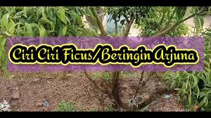 Ciri Ciri Ficus Beringin Arjuna Youtube
