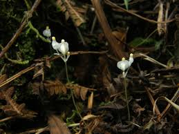 Image result for Burmannia