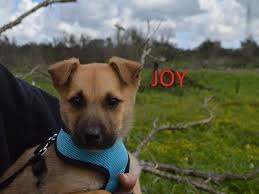 Adotta Joy, cane maschio di razza meticcio tra razza sconosciuta e razza  sconosciuta, taglia media, 2 mesi, Lecce.