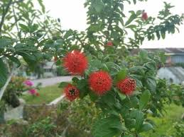 Image result for Combretum constrictum