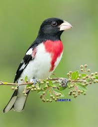Birds That Sing At Night In Texas Pin On Szep Madarak