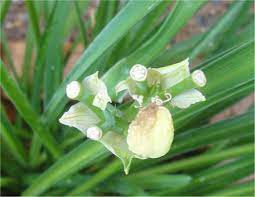 My daylilies have sprouted and were a couple of inches high and something chewed a lot of them down to the ground. Daylilies Forum Daylily Buds Looked Like They Re Nipped Off Hungry Bunny Again Garden Org