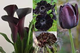 Dwarf indica azalea (rhododendron eriocarpum)—evergreen in most climates, this dwarf flowering shrub only grows to about 2 ft. Top 27 Magical Black Flowers With Pictures You Must See Florgeous