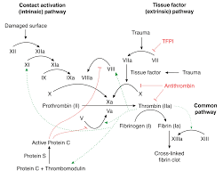 Cascada de coagulación el concepto cascada de coagulación surge por el encadenamiento de en la activación de la coagulación intervienen proteínas plasmáticas denominadas factores de. Factores De Coagulacion Recombinantes Wikipedia La Enciclopedia Libre